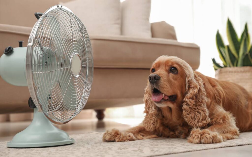 Perro delante de un ventilador