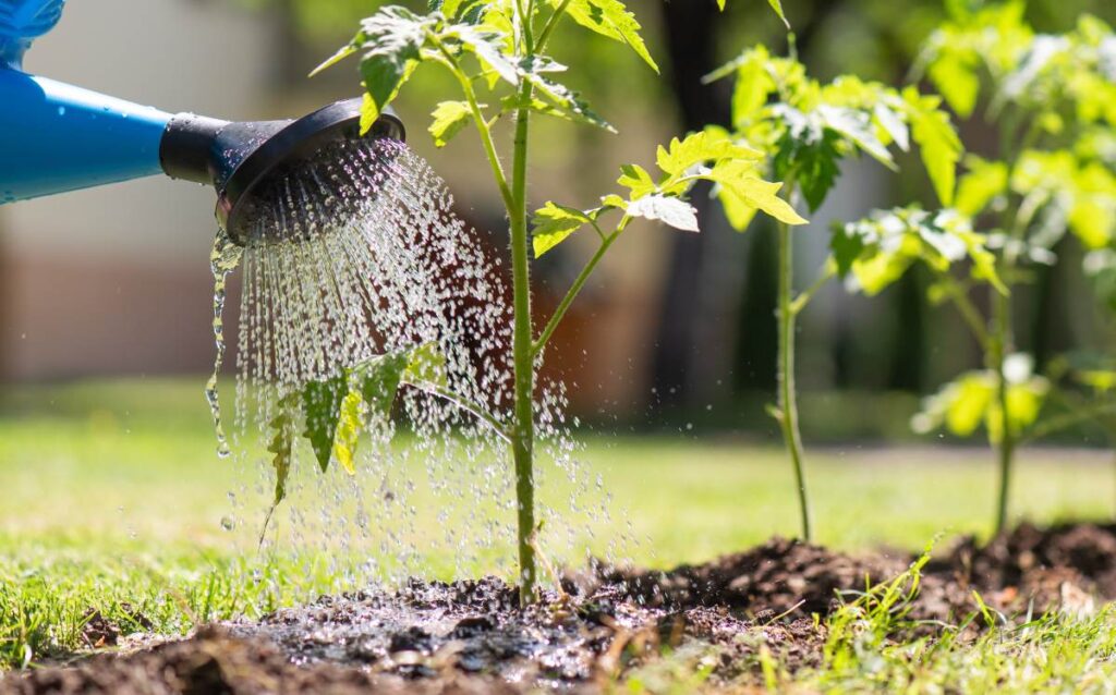 Consejos para ahorrar agua al regar el jardín en verano