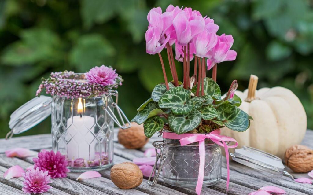 Plantas para decorar el jardín en invierno