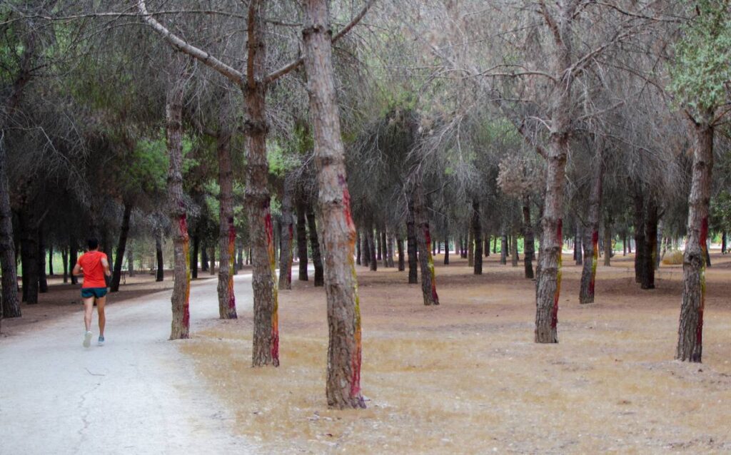 Corredor con camiseta roja en un sendero forestal con árboles marcados con colores en Sevilla Este