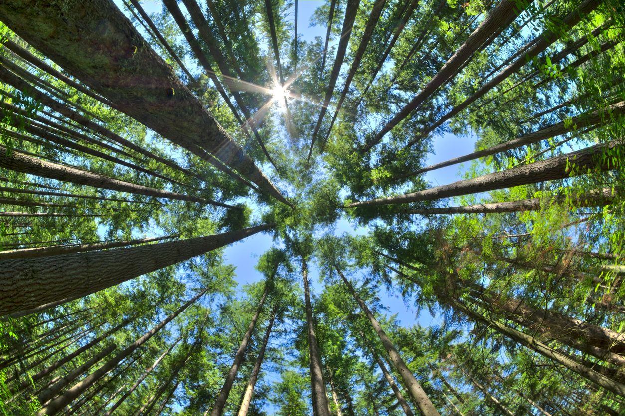 bosque de pinos