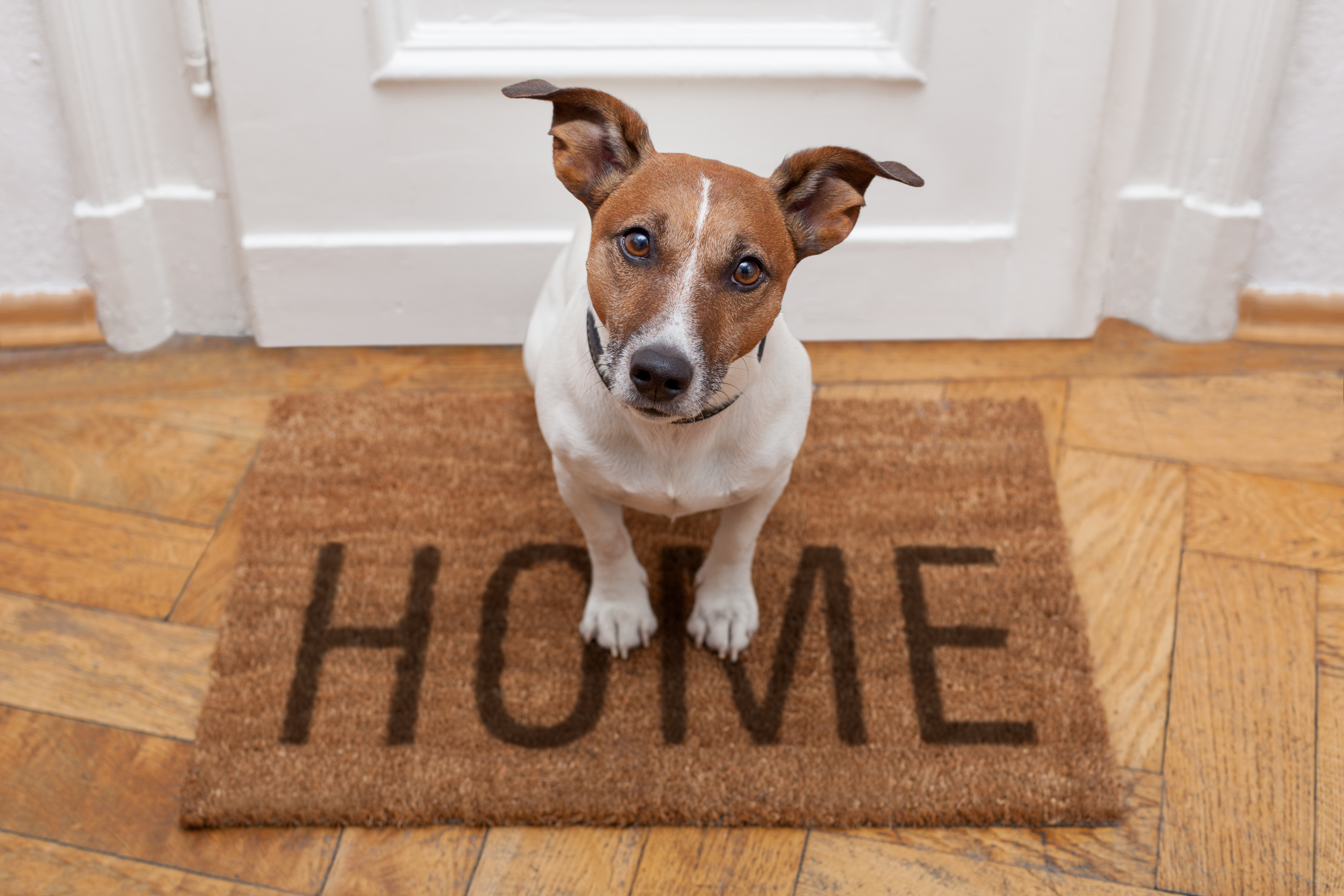 Perro bienvenida casa