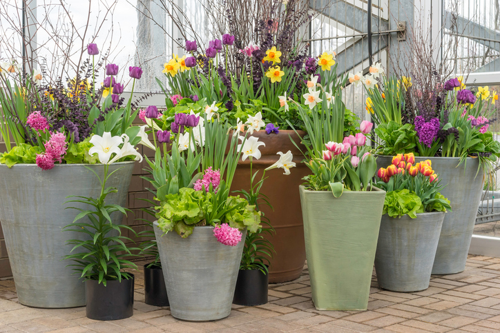 plantas con flores todo el año