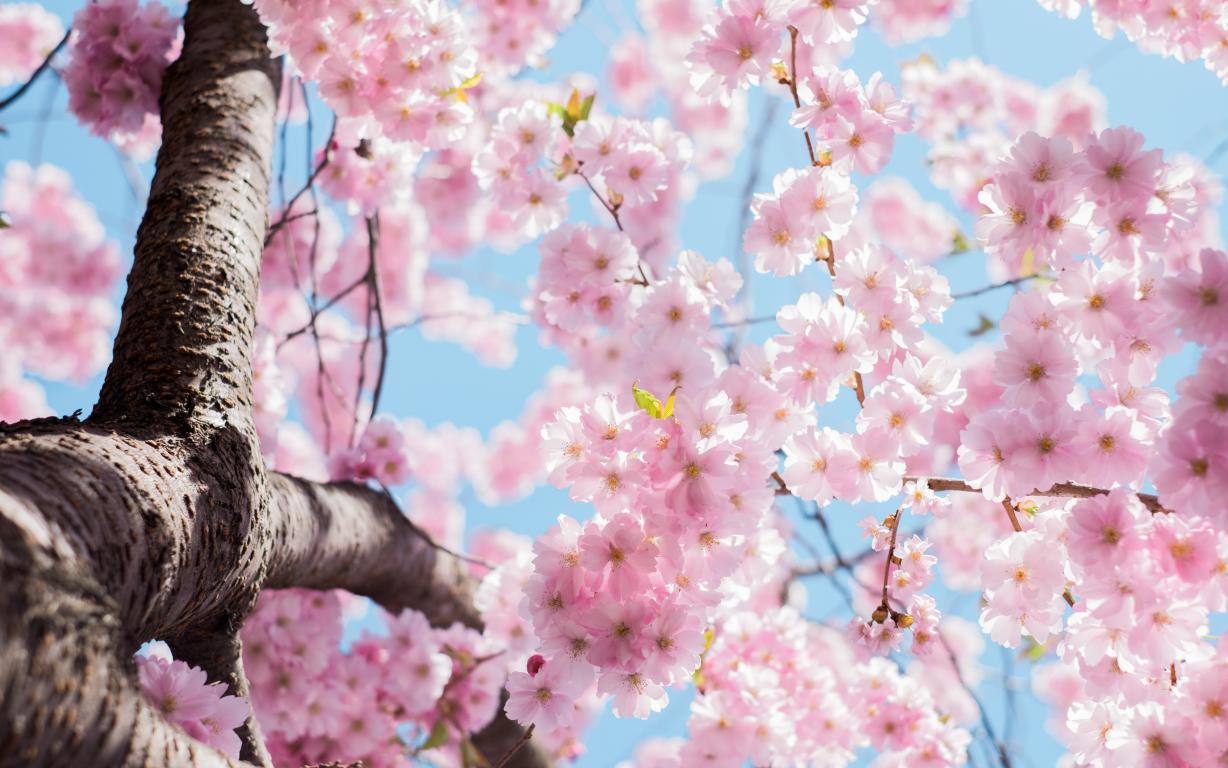 Arbol con flores rosas en temporada de verano