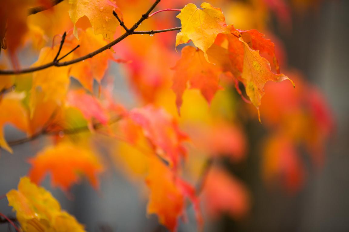 Decoración de otoño