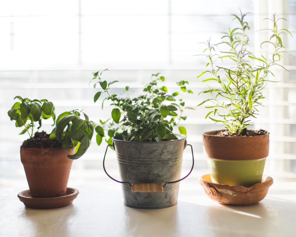 Plantas para interiores