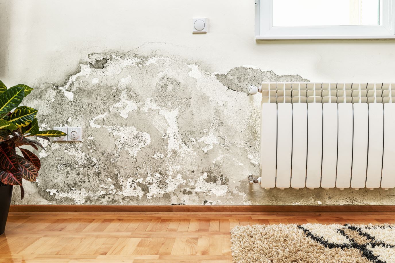 Cómo quitar la humedad de las paredes de tu vivienda?