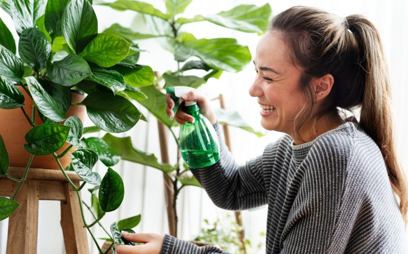 Plantas de interior para un interiorismo sostenible